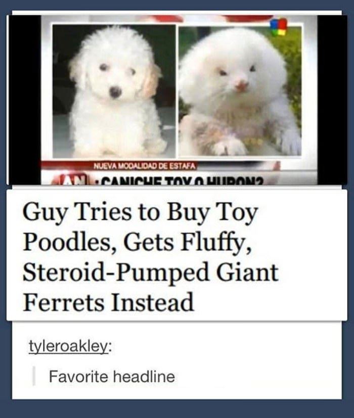buying a poodle funny picture
