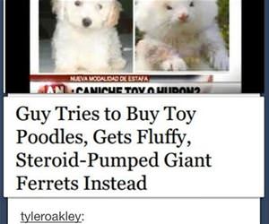 buying a poodle funny picture