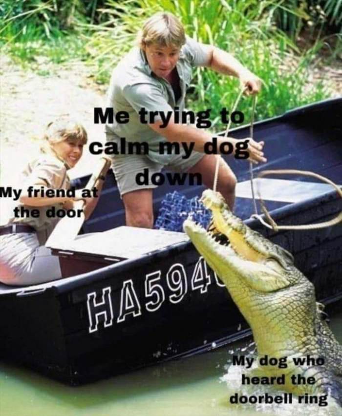 calm the dog down