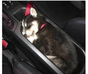 came with a pup holder funny picture