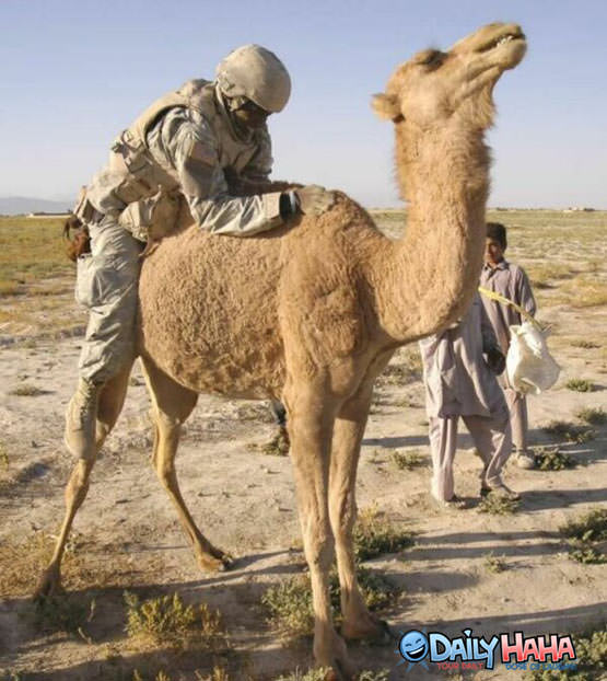 Camel Molestor