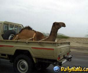 This is the new way to transport camels!