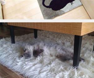 camo cats funny picture