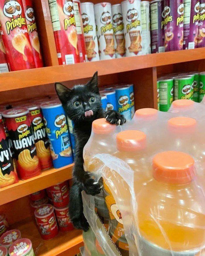 can i has some ... 2