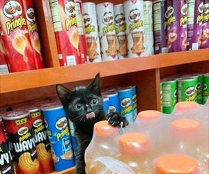 can i has some ... 2