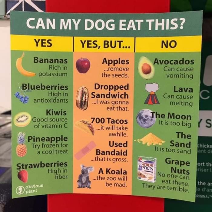 can my dog eat this