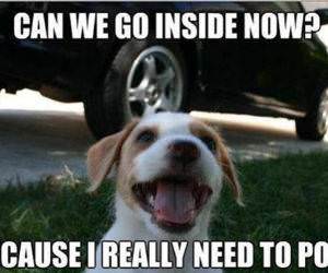 Can We Go Inside funny picture