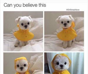 can you believe this pup