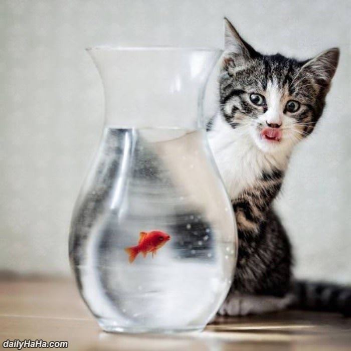 can i get a taste of that funny picture