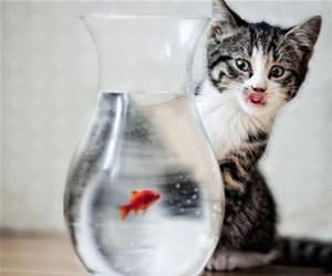 can i get a taste of that funny picture