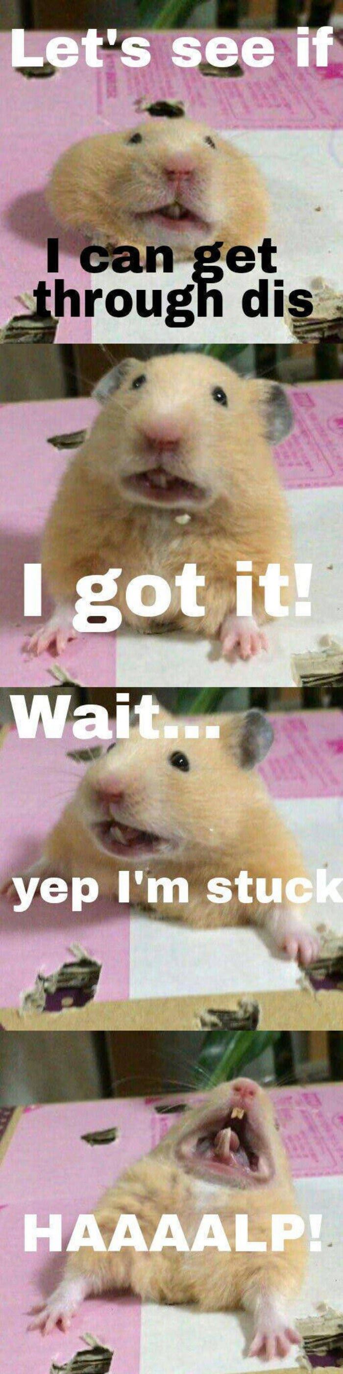 can i get this funny picture