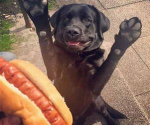 can i has a little bite funny picture