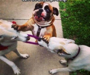 can we all just get along funny picture