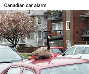 canadian car alarm