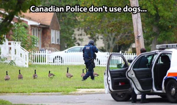 Canadian Police funny picture