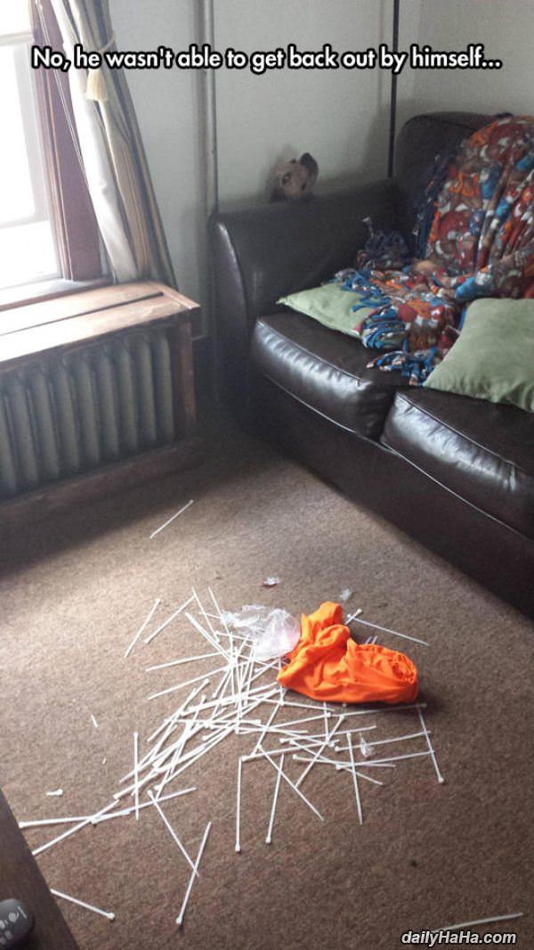 cant get out funny picture