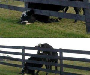 cant get worse funny picture