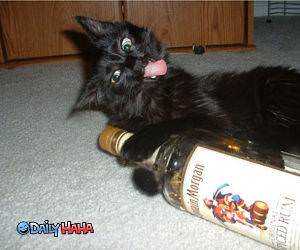 Captain Morgan Cat