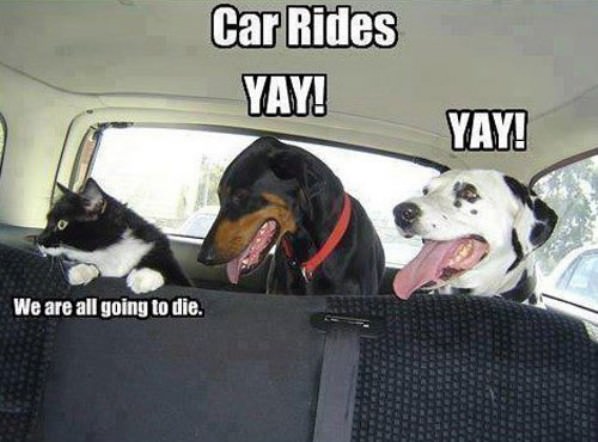Car Rides funny picture