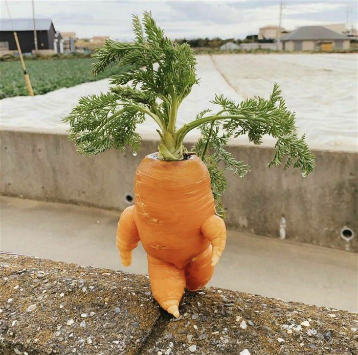 carrot man