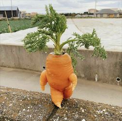 carrot man