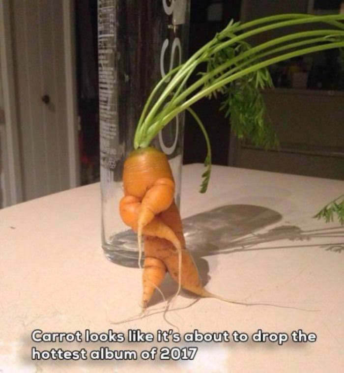 carrot about to drop the album funny picture