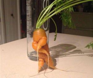 carrot about to drop the album funny picture