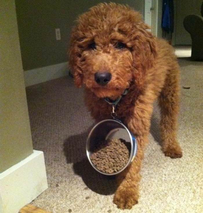 carry my food around