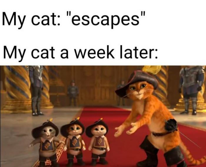 cat escapes