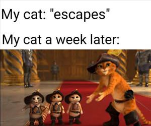 cat escapes