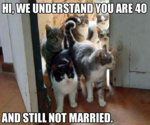 Cat Family funny picture
