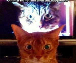 Evil Cat From Hell funny picture