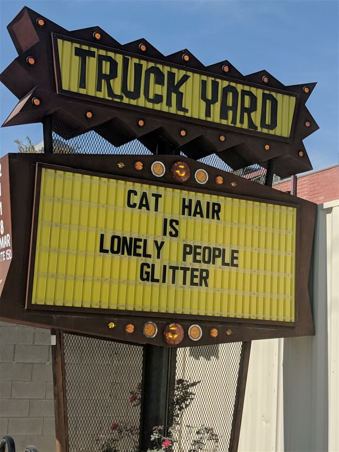 cat hair
