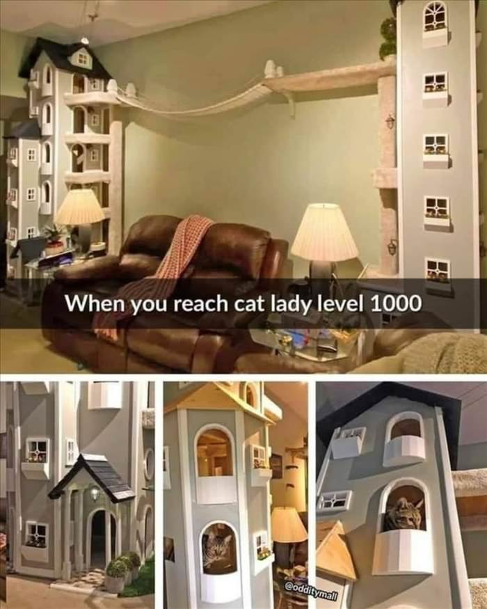 cat lady level