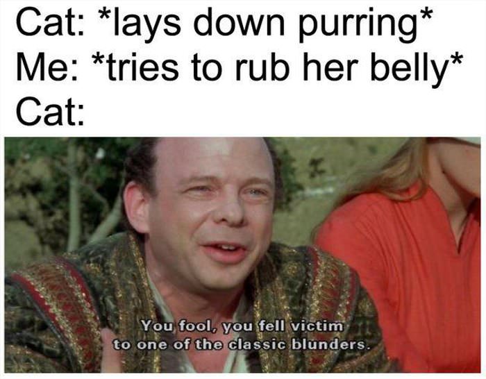 cat lays down purring