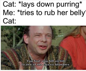 cat lays down purring