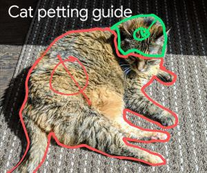 cat petting guide