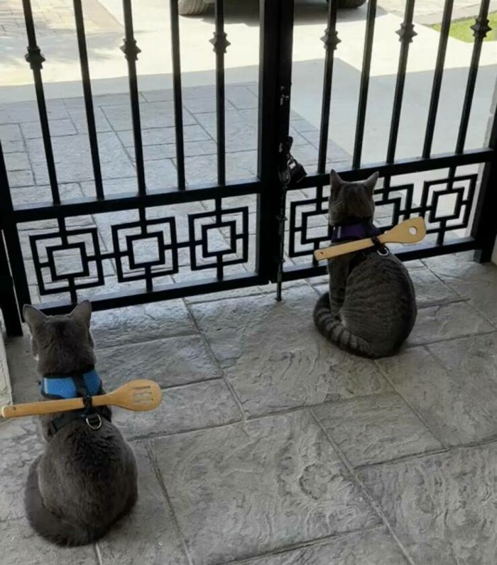 cat security