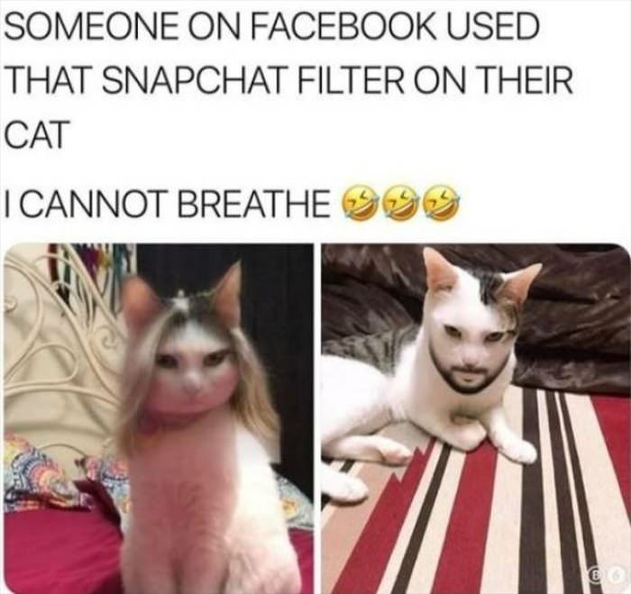 cat snapchat filter