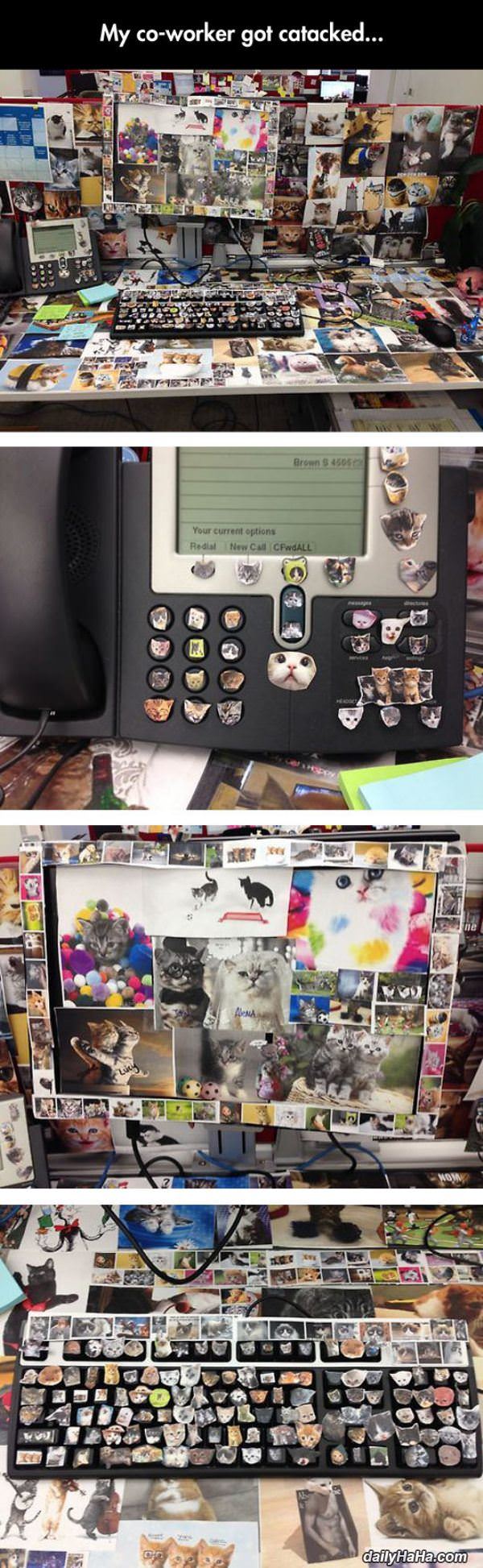 cat attacked funny picture