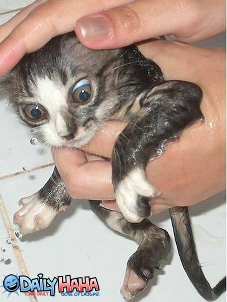 Kitten getting a Bath