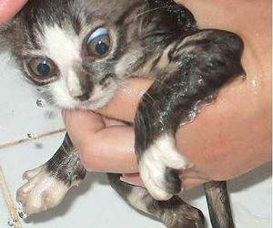 Kitten getting a Bath
