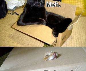 cat boxes funny picture