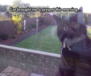 cat brought me a present funny picture
