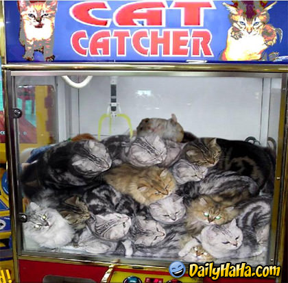 Catch the Cat with the CLAW