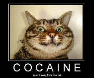 Cocaine for Cats Pic