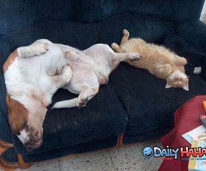Cat and Dog Lounging