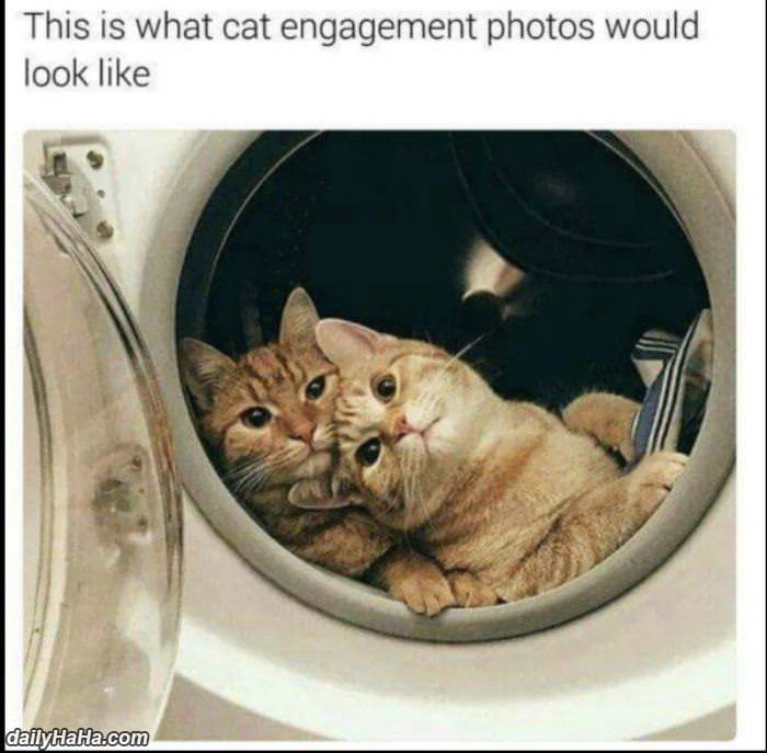 cat engagement photos funny picture