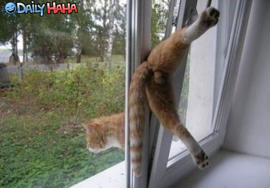 Cat exit strategy