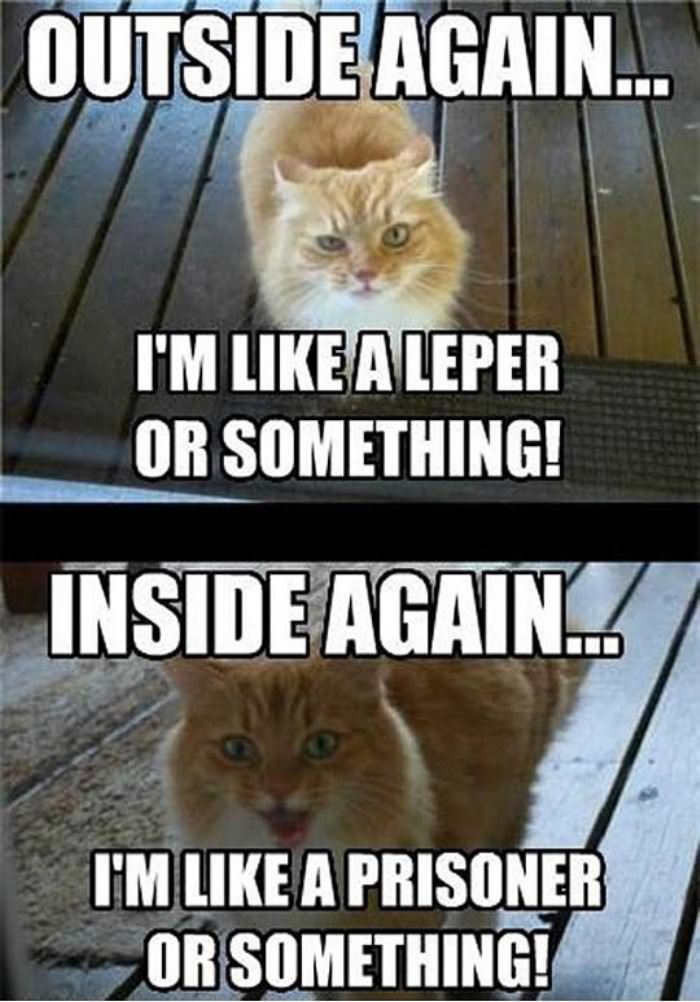 cat has 2 moods funny picture